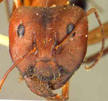 Media type: image;   Entomology 21500 Aspect: head frontal view